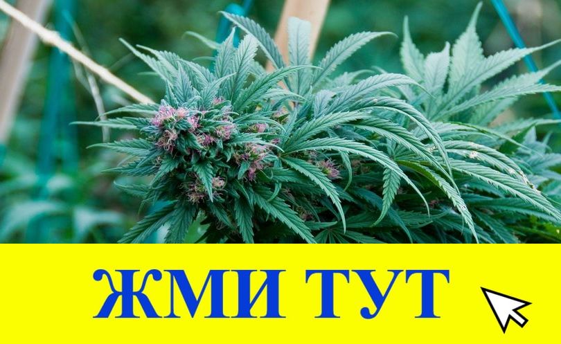 Купить наркотики в Тетюшах